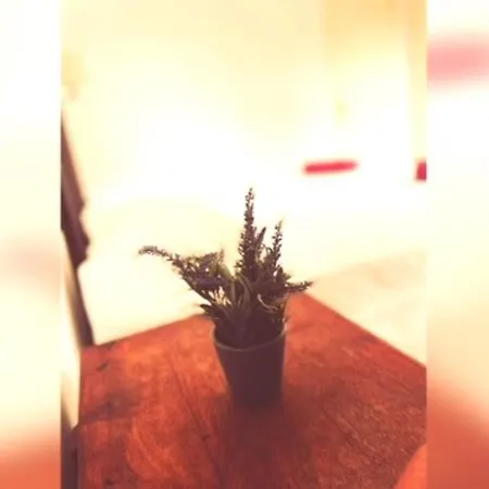 Apartmán Casa Hibiscus